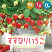 楽天市場】いちご とちおとめ苗の通販
