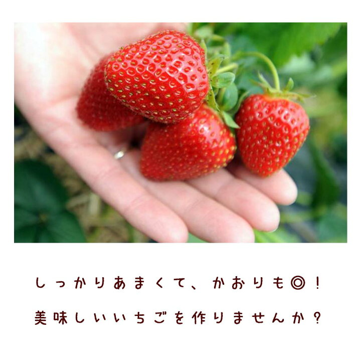 楽天市場 送料無料 すずなり大実いちご 野菜苗 18cmポット大苗 1個 いちご苗 イチゴ苗 苺苗 ストロベリー いちご狩り ガーデング 家庭菜園 農場 農園 露地 ベランダ 多収穫 果樹苗 プレゼント ギフト 苗販売店 すずなりいちご 植物販売のｉｔａｎｓｅ楽天市場店