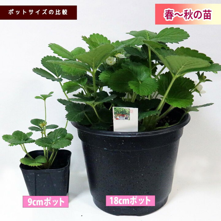 楽天市場 送料無料 すずなり大実いちご 野菜苗 18cmポット大苗 1個 いちご苗 イチゴ苗 苺苗 ストロベリー いちご狩り ガーデング 家庭菜園 農場 農園 露地 ベランダ 多収穫 果樹苗 プレゼント ギフト 苗販売店 すずなりいちご 植物販売のｉｔａｎｓｅ楽天市場店