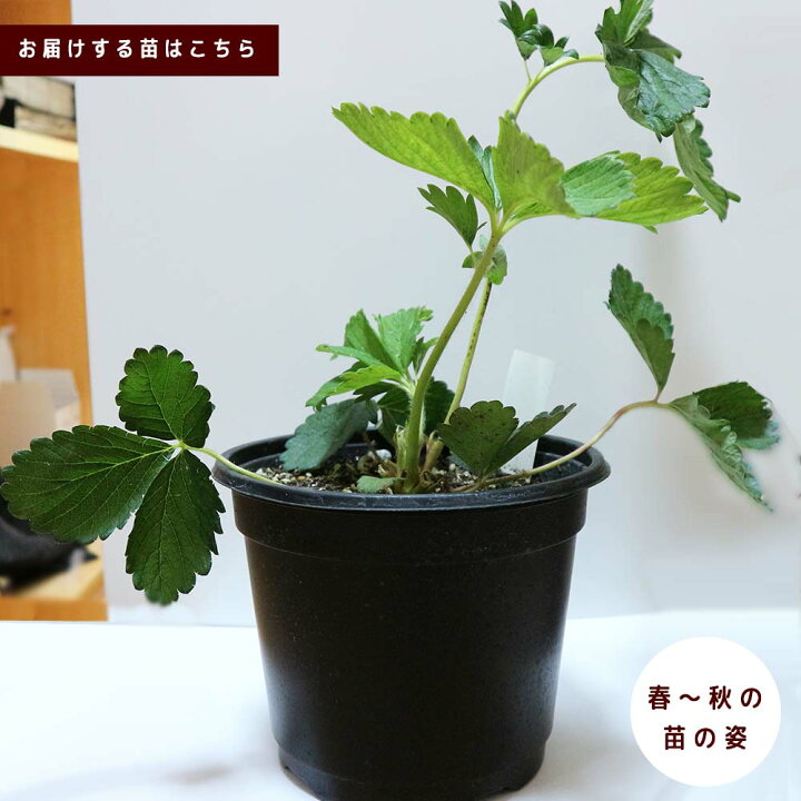 楽天市場 送料無料 すずなり大実いちご 野菜苗 18cmポット大苗 1個 いちご苗 イチゴ苗 苺苗 ストロベリー いちご狩り ガーデング 家庭菜園 農場 農園 露地 ベランダ 多収穫 果樹苗 プレゼント ギフト 苗販売店 すずなりいちご 植物販売のｉｔａｎｓｅ楽天市場店