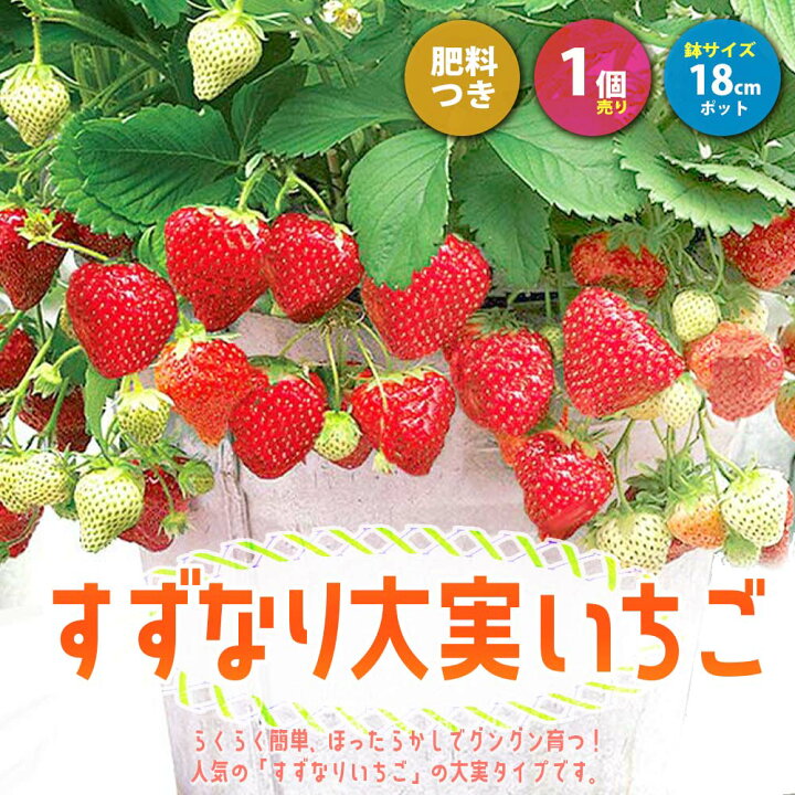 楽天市場 送料無料 すずなり大実いちご 野菜苗 18cmポット 大苗 1個 いちごの肥料 いちご苗 イチゴ苗 苺苗 ストロベリー いちご狩り ガーデング 家庭菜園 農場 農園 露地 ベランダ 多収穫 果樹苗 プレゼント ギフト 苗販売店 すずなりいちご 植物販売の