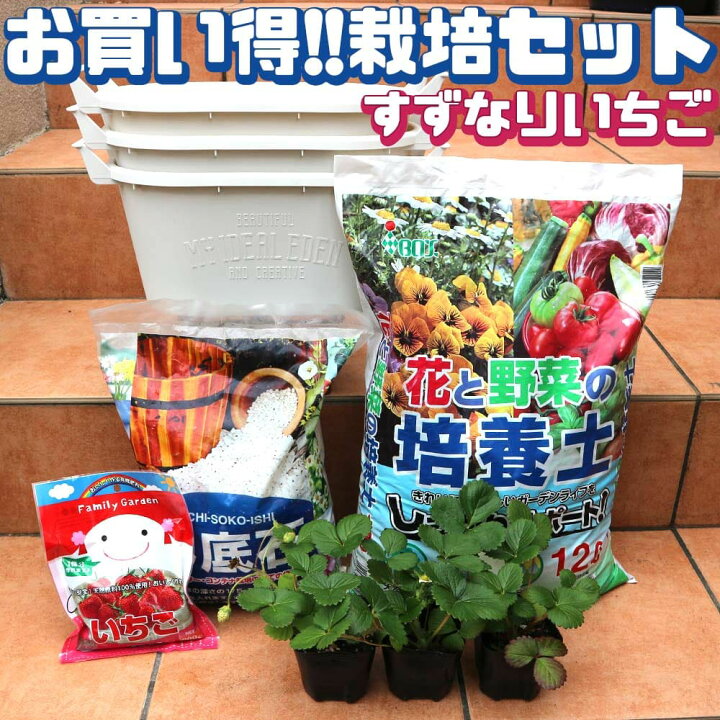 楽天市場 送料無料 人気のすずなりいちご栽培キット 野菜苗 9cmポット 資材セット 即出荷 セット内容 すずなりいちご 9cm3個 取っ手付プランターmサイズ 白 3個 培養土12l 鉢底石5l いちごの肥料 栽培セット セット販売 いちご苗 いちごの苗 果樹苗 植物