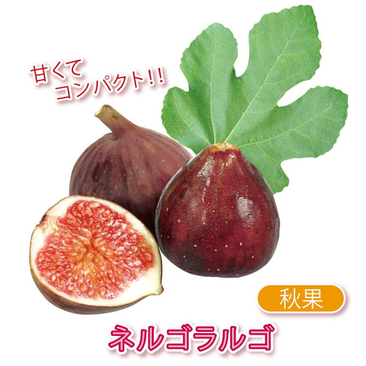 楽天市場 送料無料 イチジク ネルゴラルゴ 果樹苗 9cmポット 2個セット いちじく苗 無花果 秋果 苗木 ドライフルーツ 初心者 育てやすい 栄養価 ヘルシー スイーツ ベランダ 甘い 甘味 品種 Fig 植物販売のｉｔａｎｓｅ楽天市場店