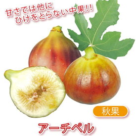 楽天市場 プランター 種類 植物 イチジク 苗物 ガーデニング 農業 花 ガーデン Diyの通販