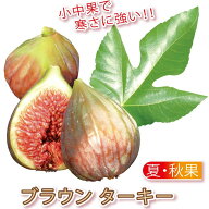 【送料無料】イチジク ブラウンターキー 果樹苗 9cmポット 2個セット いちじく苗 無花果 夏秋兼用果 苗木…