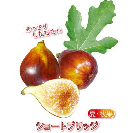 楽天市場 いちじく ブリ 苗の通販