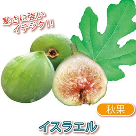 楽天市場 イチジク イスラエル 苗の通販