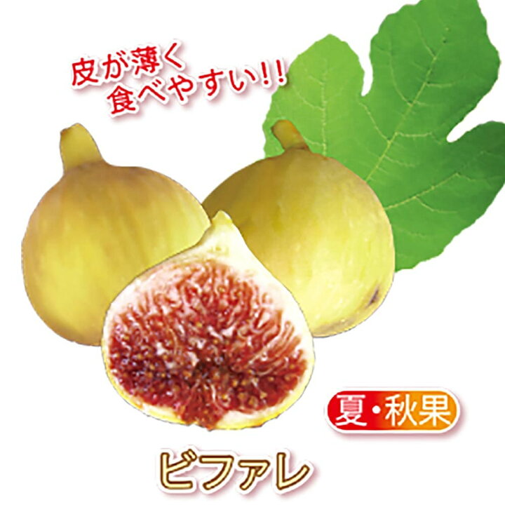 楽天市場 送料無料 イチジク ビファーレ 果樹苗 9cmポット 2個セット いちじく苗 無花果 夏秋兼用果 苗木 ドライフルーツ 初心者 育てやすい 栄養価 ヘルシー スイーツ ベランダ 甘い ビファレ Fig 植物販売のｉｔａｎｓｅ楽天市場店