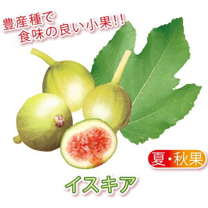 イチジク ドライフルーツ 苗の人気商品 通販 価格比較 価格 Com