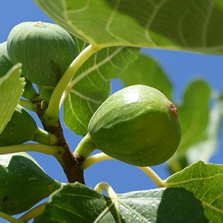 楽天市場 送料無料 イチジク ロイヤルビンヤード 果樹苗 9cmポット 2個セット いちじく苗 無花果 夏秋兼用果 苗木 ドライフルーツ 初心者 育てやすい 栄養価 ヘルシー スイーツ ベランダ 甘い 品種 Fig 植物販売のitanse楽天市場店 楽天市場 送料無料 イチジク ロイヤルビンヤード 果樹苗 9cmポット 2個セット いちじく苗 無花果 夏秋兼用果 苗木 ドライフルーツ 初心者 育てやすい 栄養価 ヘルシー スイーツ ベランダ 甘い 品種 Fig 植物販売のitanse楽天市場店