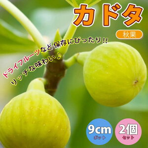 イチジク 苗の人気商品 通販 価格比較 価格 Com