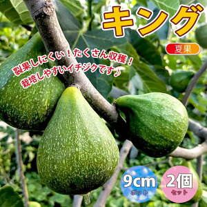 夏 ベランダ 花 苗の人気商品 通販 価格比較 価格 Com