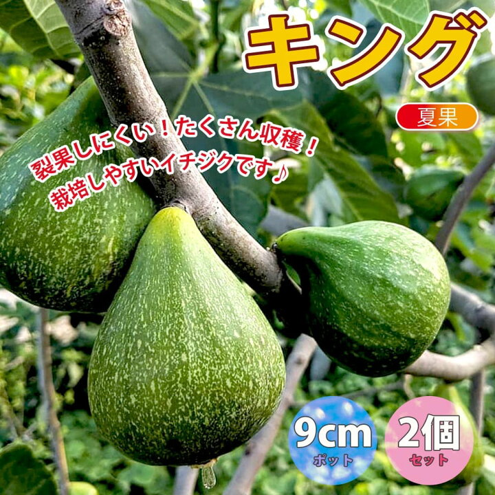 楽天市場 送料無料 イチジク ザ キング 果樹苗 9cmポット 2個セット いちじく苗 無花果 夏果 苗木 ドライフルーツ 初心者 育てやすい 栄養価 ヘルシー スイーツ ベランダ 糖度 甘い 品種 Fig 植物販売のｉｔａｎｓｅ楽天市場店