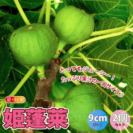 楽天市場 イチジク 苗 甘いの通販