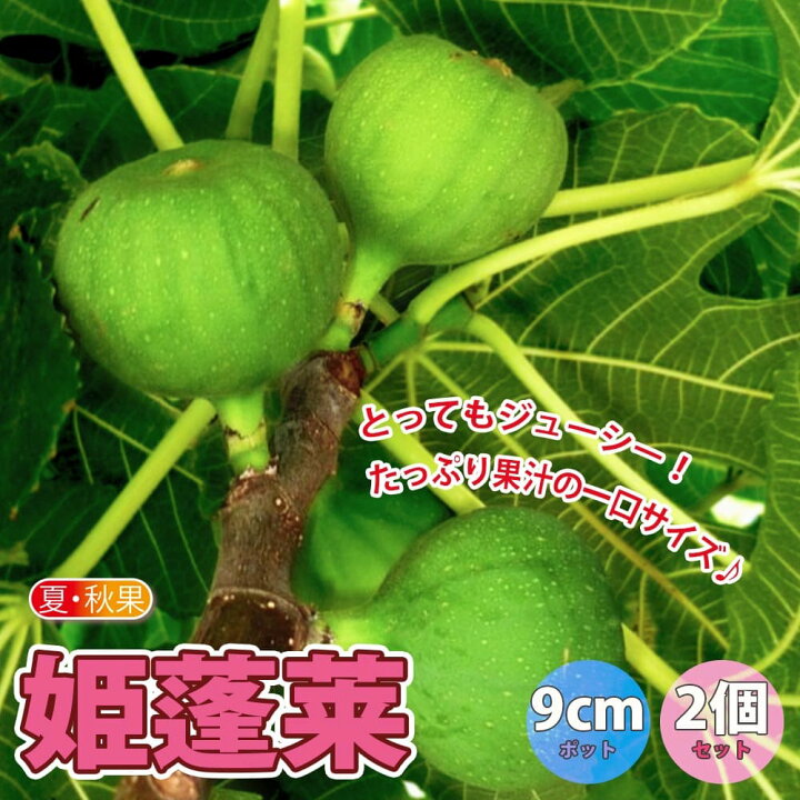 楽天市場 送料無料 イチジク 姫蓬莱 果樹苗 9cmポット 2個セット いちじく苗 無花果 夏秋兼用果 苗木 ドライフルーツ 初心者 育てやすい 栄養価 ヘルシー スイーツ ベランダ 糖度 甘い 品種 Fig 蓬莱柿 植物販売のｉｔａｎｓｅ楽天市場店