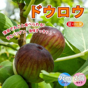 イチジク 鉢 苗の人気商品 通販 価格比較 価格 Com