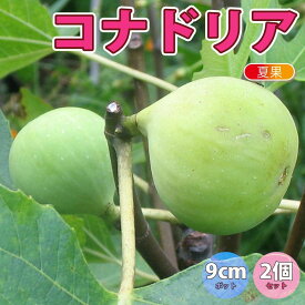 楽天市場 白 いちじく 苗の通販