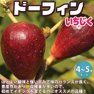 イチジク 鉢植えの人気商品 通販 価格比較 価格 Com イチジク 鉢植えの人気商品 通販 価格比較 価格 Com