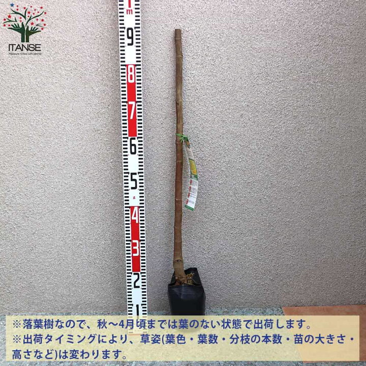 楽天市場 送料無料 日本イチジク イチジクの苗木 果樹の苗木 12 15cmポット 1年生 挿木苗 1個売り イチジク苗 イチジク苗木 イチジクの苗 無花果 果樹苗 果樹 果物 くだもの 栽培 ガーデニング 家庭菜園 鉢植え 庭植え 植物販売のｉｔａｎｓｅ楽天市場店