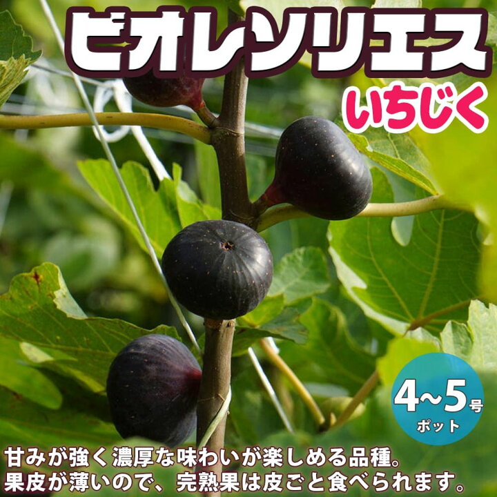 楽天市場 送料無料 ビオレソリエス イチジクの苗木 果樹の苗木 12 15cm 1個売り イチジク苗 イチジク苗木 イチジクの苗 無花果 果樹苗 果樹 果物 くだもの 栽培 ガーデニング 家庭菜園 鉢植え 庭植え 植物販売のｉｔａｎｓｅ楽天市場店