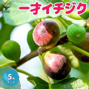yz˃C`WN ʎ̕c 5 1 ԉ Ficus carica C`WN̖ ̖  [