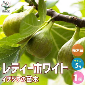 【送料無料】イチジク ホワイトレディー 接木【果樹の苗木 挿し木苗5号鉢】果樹苗 イチジクの苗イチジク いちじく