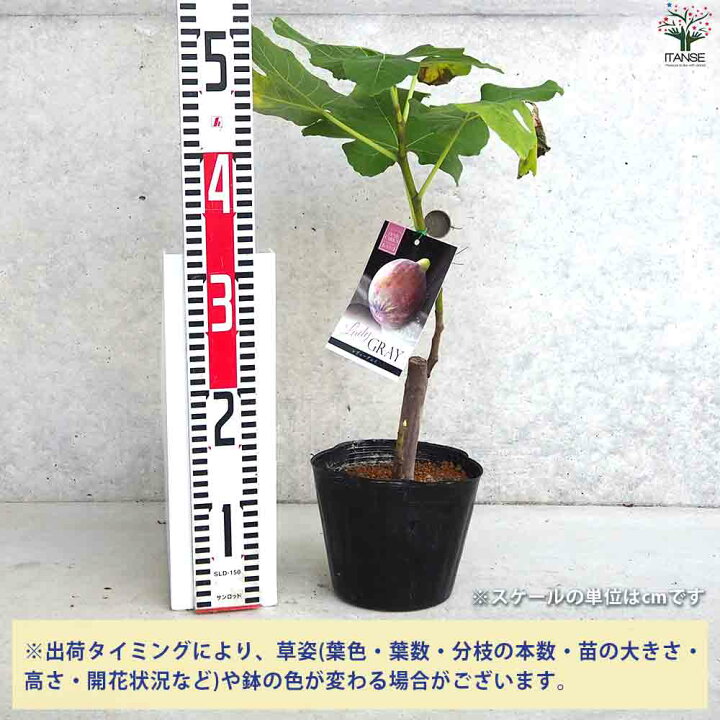楽天市場】【マラソン期間P5倍】イチジク レディグレイ 果樹の苗木 5 