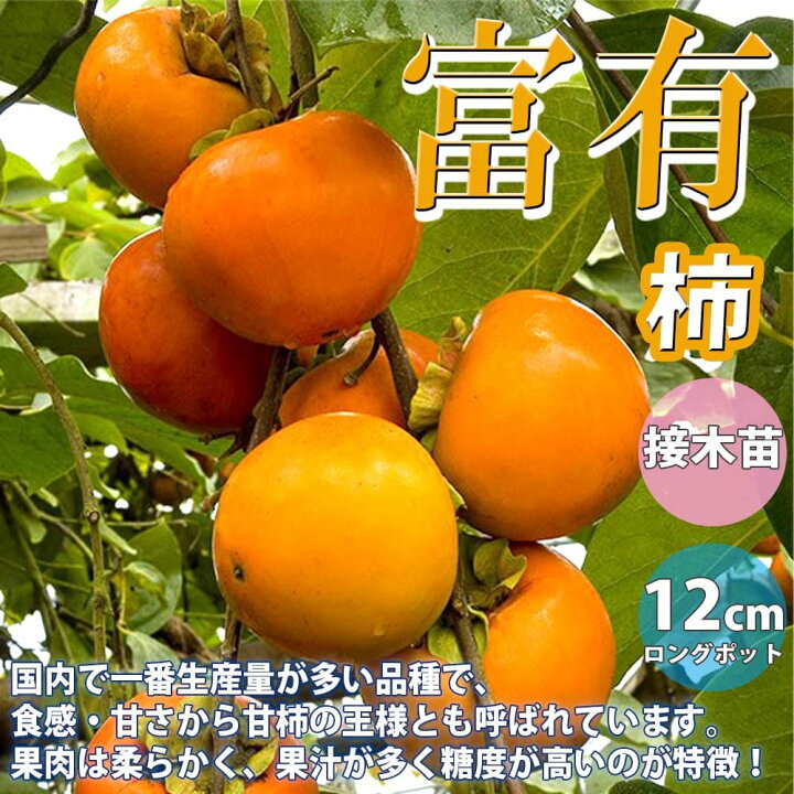 楽天市場 送料無料 柿の苗木 富有 果樹苗 2年生 接木苗12cmロングポット 1個 柿苗 柿の苗 柿の木 柿の苗木 かきの苗 カキの苗 庭植え 花木 植木 庭木 鉢植え 生け垣 シンボルツリー 新築祝い 記念樹 路地植え 販売店 通販 渋柿 甘柿 カキノキ 植物販売の