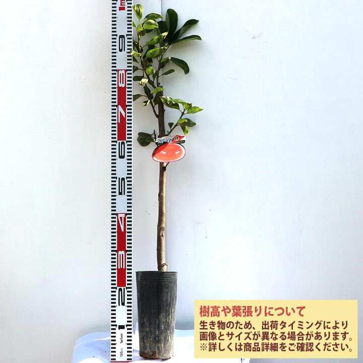 楽天市場 送料無料 柿の苗木 富有 果樹苗 2年生 接木苗12cmロングポット 1個 柿苗 柿の苗 柿の木 柿の苗木 かきの苗 カキの苗 庭植え 花木 植木 庭木 鉢植え 生け垣 シンボルツリー 新築祝い 記念樹 路地植え 販売店 通販 渋柿 甘柿 カキノキ 植物販売の