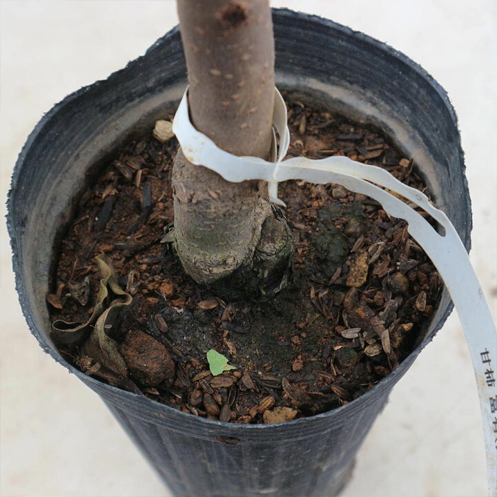 楽天市場 送料無料 柿の苗木 富有 果樹苗 2年生 接木苗12cmロングポット 1個 柿苗 柿の苗 柿の木 柿の苗木 かきの苗 カキの苗 庭植え 花木 植木 庭木 鉢植え 生け垣 シンボルツリー 新築祝い 記念樹 路地植え 販売店 通販 渋柿 甘柿 カキノキ 植物販売の