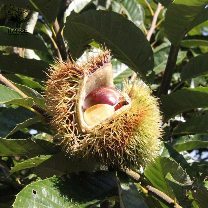 楽天市場 送料無料 栗の苗木 丹波 果樹苗 2年生 接木苗15cmポット 1個 栗苗 栗の苗 栗の木 栗の苗木 くりの苗 クリの苗 くりの苗木 庭植え 花木 植木 庭木 鉢植え 生け垣 シンボルツリー 新築祝い 記念樹 路地植え 販売店 通販 植物販売のｉｔａｎｓｅ楽天市場店