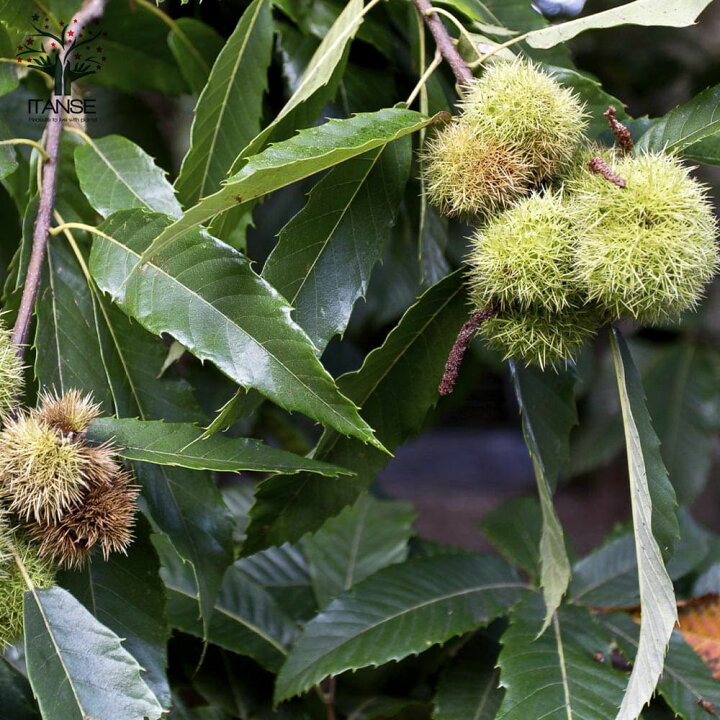 楽天市場 送料無料 栗の苗木 丹波 果樹苗 2年生 接木苗15cmポット 1個 栗苗 栗の苗 栗の木 栗の苗木 くりの苗 クリの苗 くりの苗木 庭植え 花木 植木 庭木 鉢植え 生け垣 シンボルツリー 新築祝い 記念樹 路地植え 販売店 通販 植物販売のｉｔａｎｓｅ楽天市場店