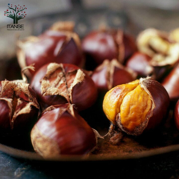 楽天市場 送料無料 栗の苗木 丹波 果樹苗 2年生 接木苗15cmポット 1個 栗苗 栗の苗 栗の木 栗の苗木 くりの苗 クリの苗 くりの苗木 庭植え 花木 植木 庭木 鉢植え 生け垣 シンボルツリー 新築祝い 記念樹 路地植え 販売店 通販 植物販売のｉｔａｎｓｅ楽天市場店