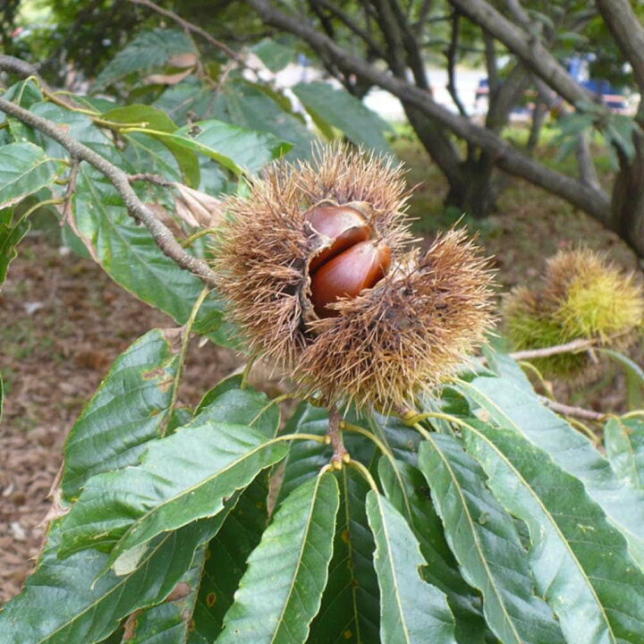 楽天市場】【送料無料】栗の苗木 丹沢 果樹苗 1年生 接木苗12〜15cm 