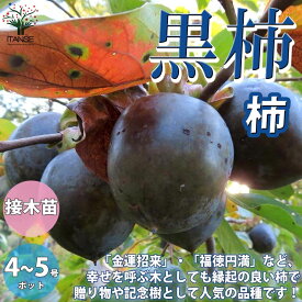 楽天市場 柿の木苗木の通販