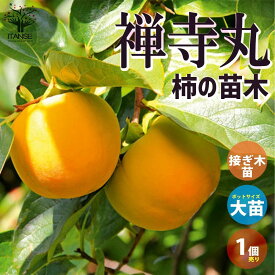 【送料無料】柿の苗木 禅寺丸(ぜんじまる)【果樹の苗木 1年生接木苗12～15cmポット／1個売り】柿苗 柿の苗 柿の木 柿の苗木 かきの苗 カキの苗 黒柿 黒実柿 ガーデニング 家庭菜園