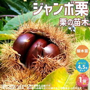 y}\N[|zzzI̕c؃W{I ʎ̕c ږؕc4.5 1 Ic I̕c I̖ ̕c N̕c ̕c ui N } XC[c u aI Chestnut