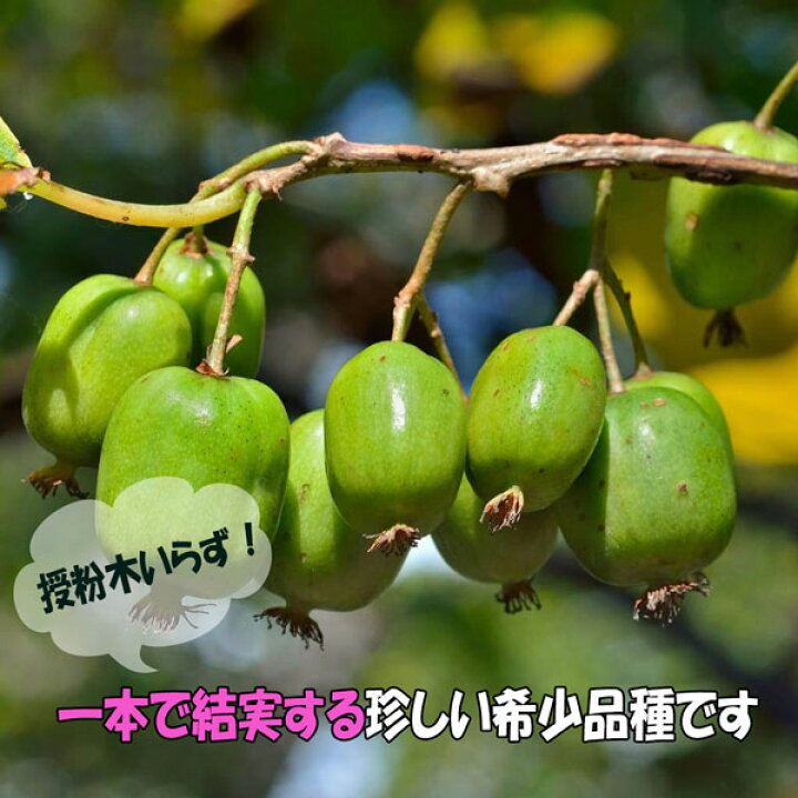 楽天市場 送料無料 ベビーキウイ ファントム 果樹苗 9cmポット 2個セット サルナシ 苗木 コクワ 甘い フルーツ 耐寒 落葉 ツル性 植物 自家結実 ダイエット スイーツ ベランダ 露地 農園 人気 品種 キウイベリー 植物販売のｉｔａｎｓｅ楽天市場店