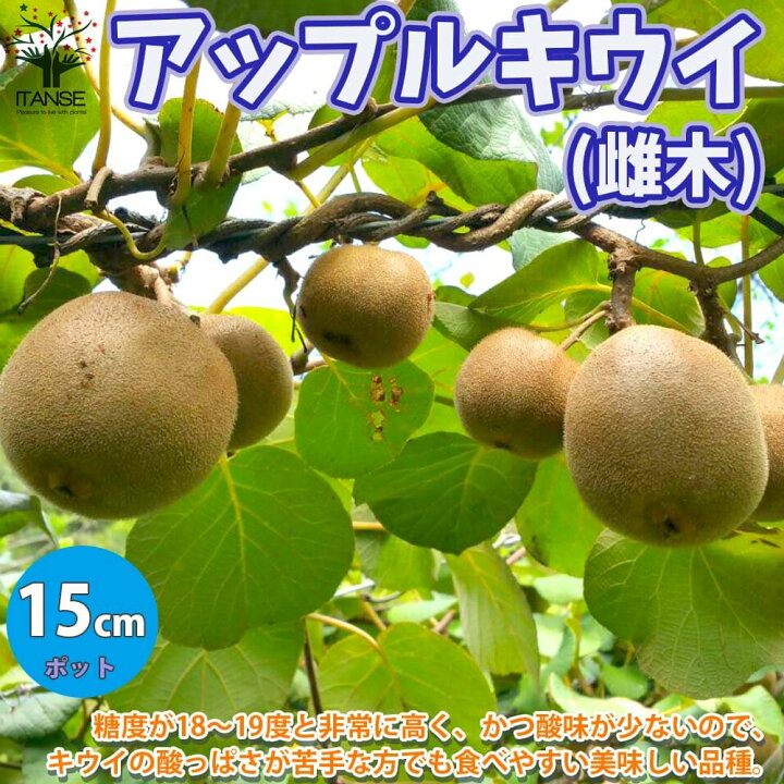 楽天市場】【P2倍☆マラソン期間】雌木単品1個 (結実にはオス木の受粉 
