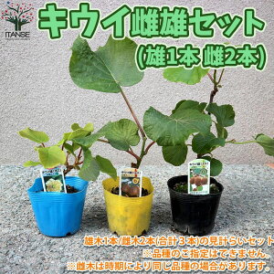 キウイ 鉢の人気商品 通販 価格比較 価格 Com