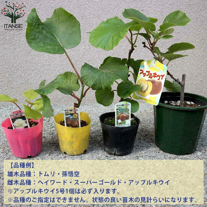 楽天市場】【送料無料】アップルキウイと美味しいキウイの苗木 雄雌 