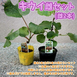 キウイ 鉢 Diy 工具の人気商品 通販 価格比較 価格 Com キウイ 鉢 Diy 工具の人気商品 通販 価格比較 価格 Com