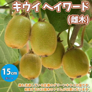 キウイ 鉢の人気商品 通販 価格比較 価格 Com