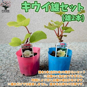 苗 キウイの人気商品 通販 価格比較 価格 Com 苗 キウイの人気商品 通販 価格比較 価格 Com