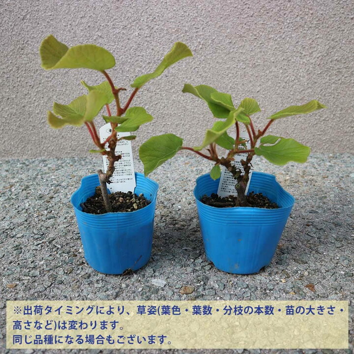 楽天市場 送料無料 美味しいキウイの苗木 雄木 2本見計らいセット 時期により同じ品種の場合があります 果樹の苗 お買い得2個セット キウイ苗 キウイの苗 キウイ苗木 Kiwi きうい ガーデニング 家庭菜園 植物販売のｉｔａｎｓｅ楽天市場店