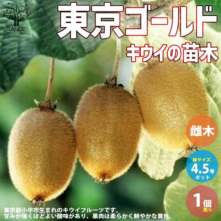 楽天市場 送料無料 キウイの苗木東京ゴールド 果樹の苗木 接木苗4 5号 1個売り キウイ苗 キウイの苗 キウイ苗木 Kiwi きうい ガーデニング 家庭菜園 植物販売のｉｔａｎｓｅ楽天市場店