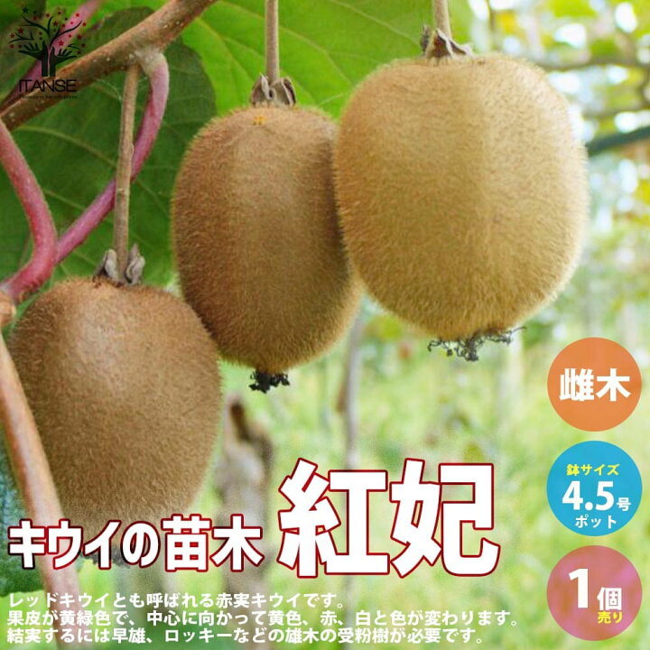 楽天市場 送料無料 キウイの苗木紅妃 果樹の苗木 接木苗4 5号 1個売り キウイ苗 キウイの苗 キウイ苗木 Kiwi きうい ガーデニング 家庭菜園 植物販売のｉｔａｎｓｅ楽天市場店
