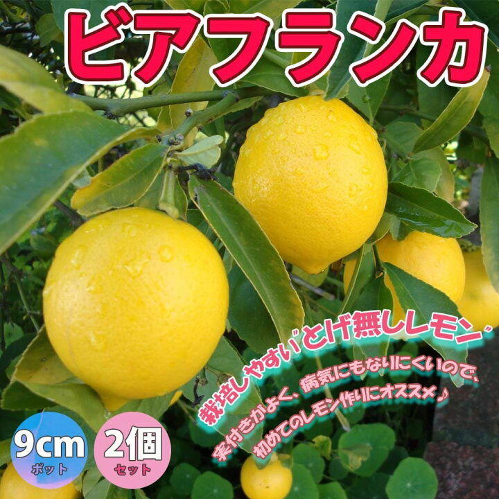 楽天市場 送料無料 大実レモン ビアフランカ 果樹苗 9cmポット挿し木苗 2個セット とげ無し レモン苗 檸檬 れもん ベランダ 苗木 柑橘 香酸 ミカン 農園 農場 露地 シンボルツリー 耐寒性 とげなし トゲナシ 植物販売のｉｔａｎｓｅ楽天市場店