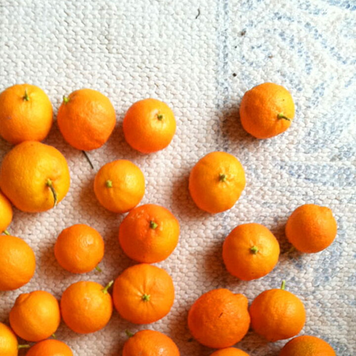 楽天市場 送料無料 姫レモン 果樹苗 9cmポット挿し木苗 2個セット レモン苗 檸檬 れもん ベランダ 苗木 柑橘 香酸 ミカン 農園 農場 露地 シンボルツリー 自家結実性 鑑賞 赤レモン ラングプールライム 植物販売のｉｔａｎｓｅ楽天市場店