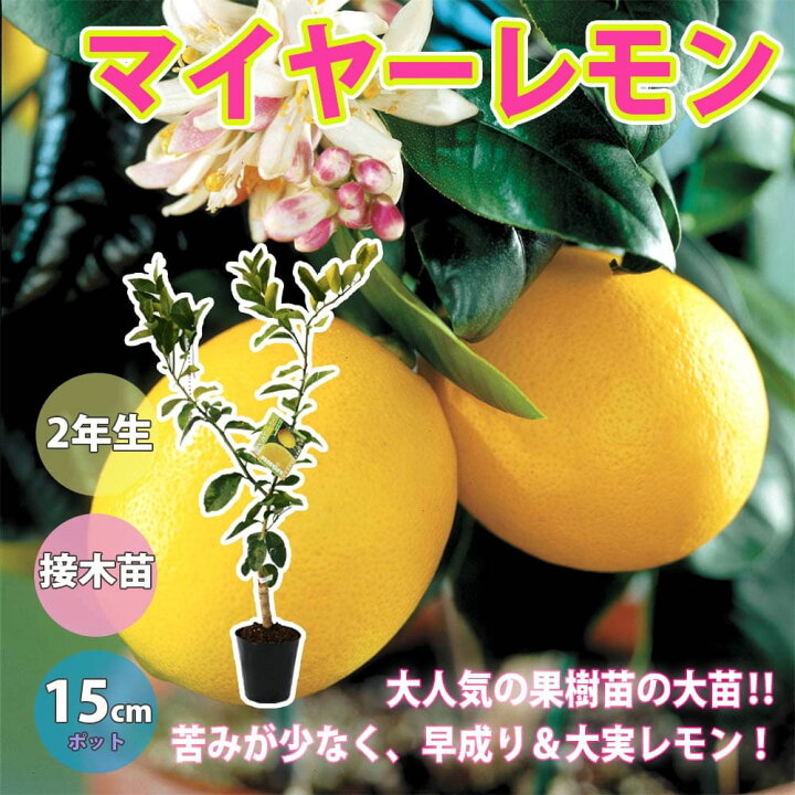 2394円 訳ありセール 格安 送料無料 璃の香 りのか レモンの苗木